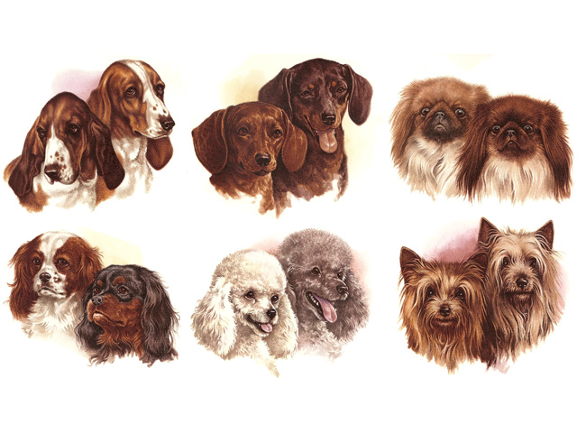 Dog Heads 2 50mm - Set of 6 - Click Image to Close